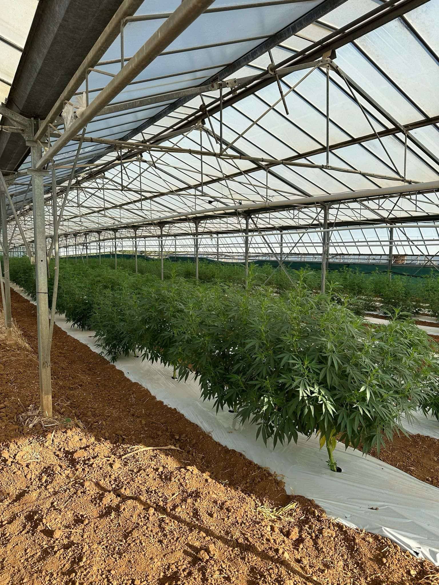 Récolte de chanvre CBD chez un fournisseur partenaire