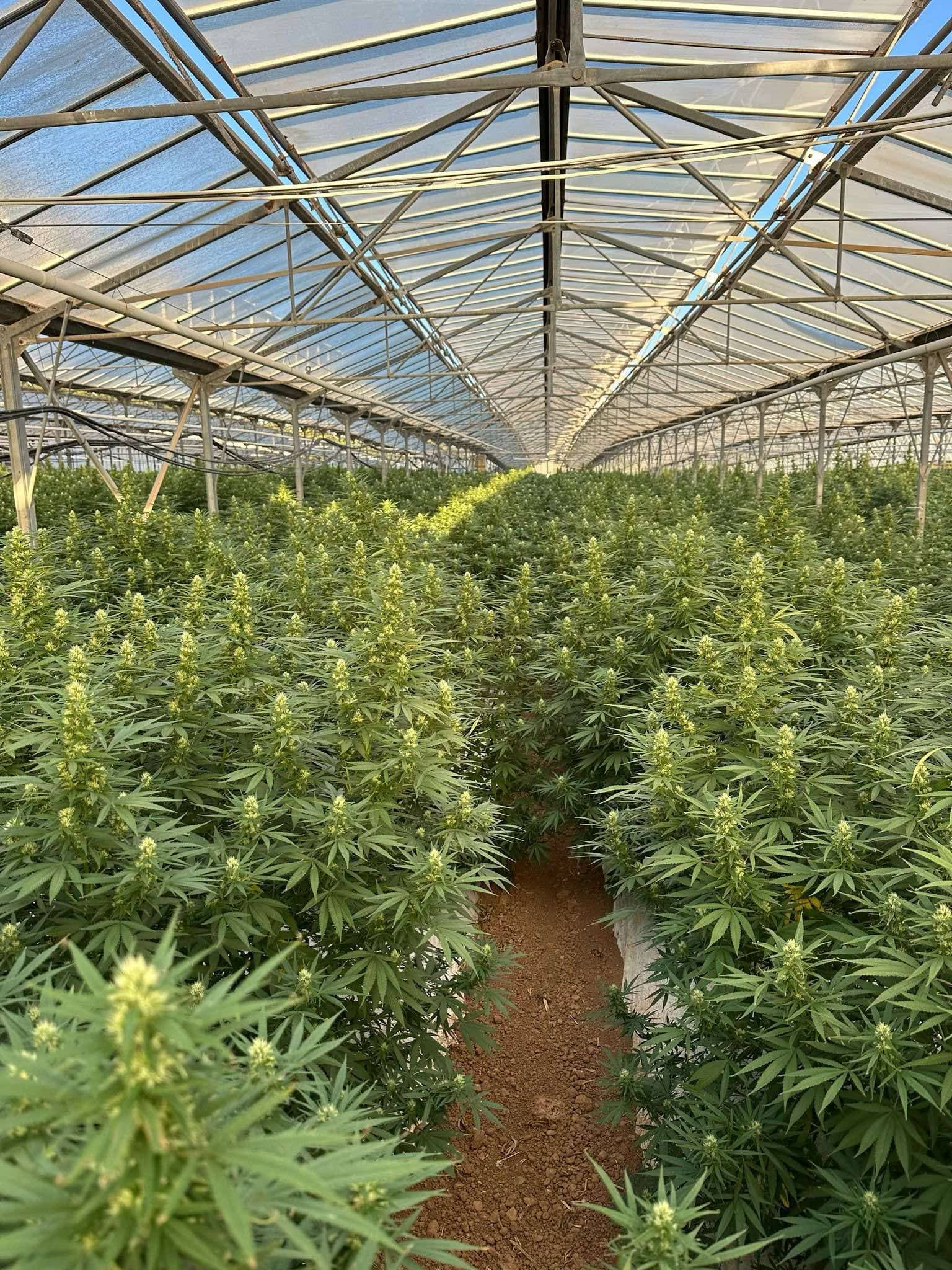 Culture de chanvre CBD chez l'un de nos fournisseurs français